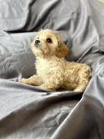 Clarence, a male Cavapoo for sale in Winchester, TN – Photo 3 of 5