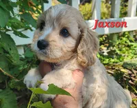 Jaxson , a male Cavapoo for sale in Winchester, TN – 2 of 10