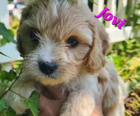 Jovi, a female Cavapoo for sale in Winchester, TN – 2 of 10