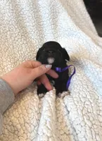 Maisie, a female Cavapoo for sale in Winchester, TN – Photo 6 of 8