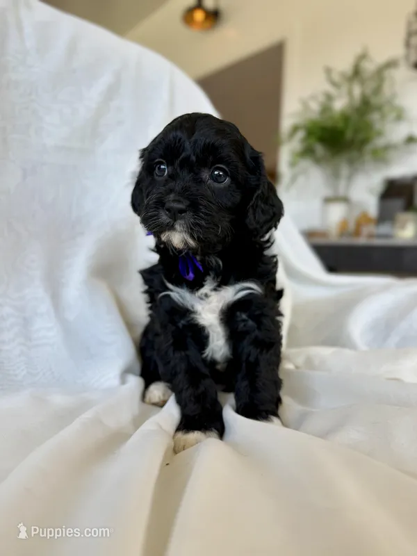 Maisie – Cavapoo puppy for sale in Winchester, TN