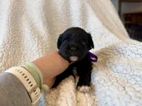 Maisie, a female Cavapoo for sale in Winchester, TN – Photo 4 of 8