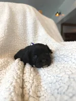 Maisie, a female Cavapoo for sale in Winchester, TN – Photo 3 of 8