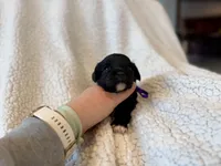 Maisie, a female Cavapoo for sale in Winchester, TN – Photo 2 of 8