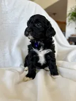 Maisie, a female Cavapoo for sale in Winchester, TN – Photo 3 of 3