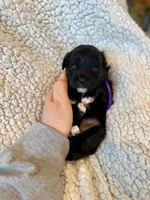 Maisie, a female Cavapoo for sale in Winchester, TN – Photo 1 of 8