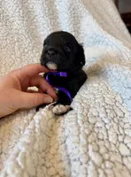 Maisie, a female Cavapoo for sale in Winchester, TN – Photo 5 of 8