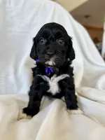 Maisie, a female Cavapoo for sale in Winchester, TN – Photo 2 of 3