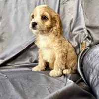 Harry, a male Cavapoo for sale in Winchester, TN – Photo 4 of 5