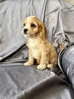 Harry, a male Cavapoo for sale in Winchester, TN – Photo 4 of 5