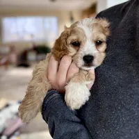 Harry, a male Cavapoo for sale in Winchester, TN – Photo 1 of 5