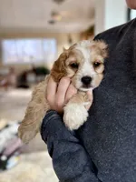 Harry, a male Cavapoo for sale in Winchester, TN – Photo 1 of 5