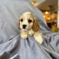 Harry, a male Cavapoo for sale in Winchester, TN – Photo 5 of 5