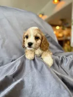 Harry, a male Cavapoo for sale in Winchester, TN – Photo 5 of 5