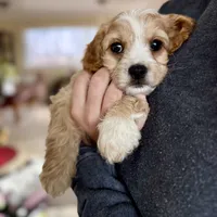 Harry, a male Cavapoo for sale in Winchester, TN – Photo 2 of 5