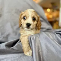 Harry, a male Cavapoo for sale in Winchester, TN – Photo 3 of 5