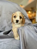 Harry, a male Cavapoo for sale in Winchester, TN – Photo 3 of 5