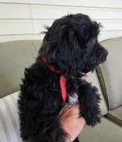 Maggie, a female Cavapoo for sale in Winchester, TN – 3 of 8