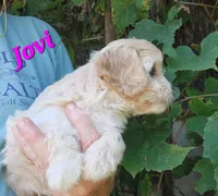 Jovi, a female Cavapoo for sale in Winchester, TN – 10 of 10