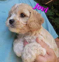 Jovi, a female Cavapoo for sale in Winchester, TN – 7 of 10