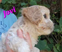 Jovi, a female Cavapoo for sale in Winchester, TN – 9 of 10
