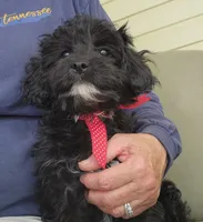 Maggie, a female Cavapoo for sale in Winchester, TN – 6 of 8