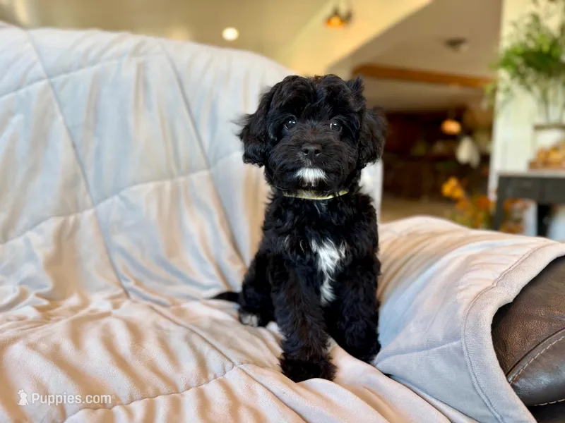 Maggie – Cavapoo puppy for sale in Winchester, TN