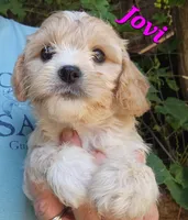 Jovi, a female Cavapoo for sale in Winchester, TN – 4 of 10