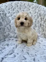 Oliver, a male Cockapoo for sale in Winchester, TN – Photo 7 of 9