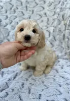 Oliver, a male Cockapoo for sale in Winchester, TN – Photo 8 of 9