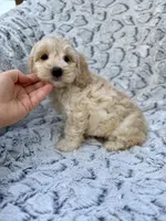Oliver, a male Cockapoo for sale in Winchester, TN – Photo 4 of 9