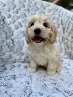 Oliver, a male Cockapoo for sale in Winchester, TN – Photo 3 of 9