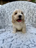 Oliver, a male Cockapoo for sale in Winchester, TN – Photo 6 of 9