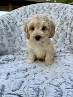 Oliver, a male Cockapoo for sale in Winchester, TN – Photo 5 of 9