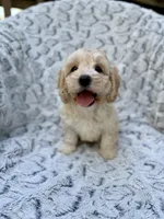 Oliver, a male Cockapoo for sale in Winchester, TN – Photo 2 of 9