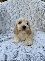 Oliver, a male Cockapoo for sale in Winchester, TN – Photo 9 of 9