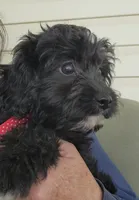 Maggie, a female Cavapoo for sale in Winchester, TN – 7 of 8