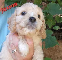 Jaxson , a male Cavapoo for sale in Winchester, TN – 7 of 10