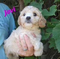 Jovi, a female Cavapoo for sale in Winchester, TN – 8 of 10