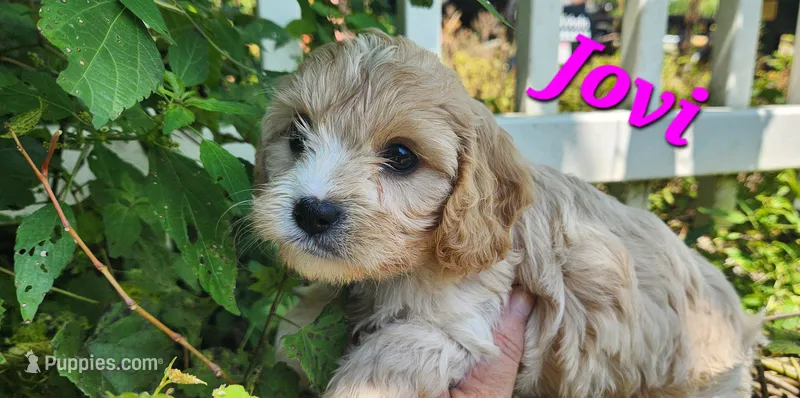 Jovi – Cavapoo puppy for sale in Winchester, TN