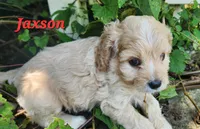Jaxson , a male Cavapoo for sale in Winchester, TN – 4 of 10