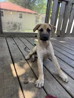Bambi, a female Belgian Malinois and German Shepherd Dog for sale in Kankakee, IL – 2 of 3