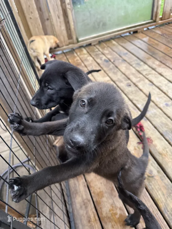 Monarch  – Belgian Malinois, German Shepherd Dog puppy for sale in Kankakee, IL