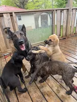 Monarch , a female Belgian Malinois and German Shepherd Dog for sale in Kankakee, IL – 8 of 10
