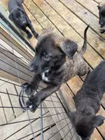 Monarch , a female Belgian Malinois and German Shepherd Dog for sale in Kankakee, IL – 6 of 10