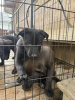 Monarch , a female Belgian Malinois and German Shepherd Dog for sale in Kankakee, IL – 5 of 10