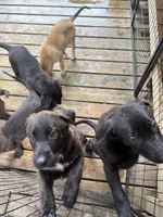 Monarch , a female Belgian Malinois and German Shepherd Dog for sale in Kankakee, IL – 3 of 10