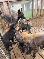 Monarch , a female Belgian Malinois and German Shepherd Dog for sale in Kankakee, IL – 9 of 10