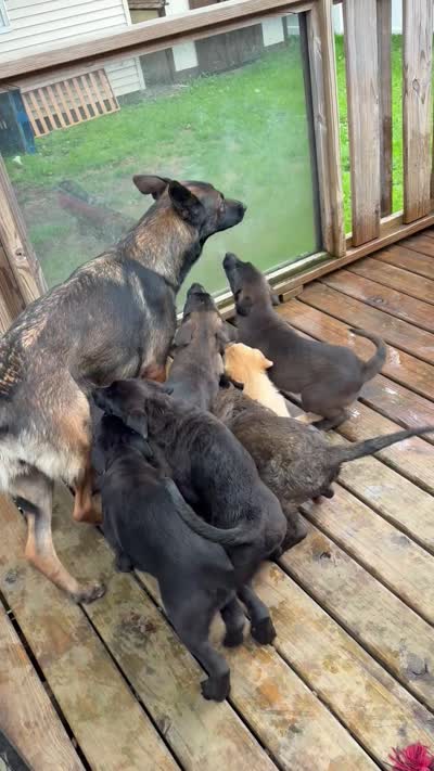 Tora , a female Belgian Malinois and German Shepherd Dog for sale in Kankakee, IL – 1 of 1
