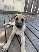 Bambi, a female Belgian Malinois and German Shepherd Dog for sale in Kankakee, IL – 1 of 3